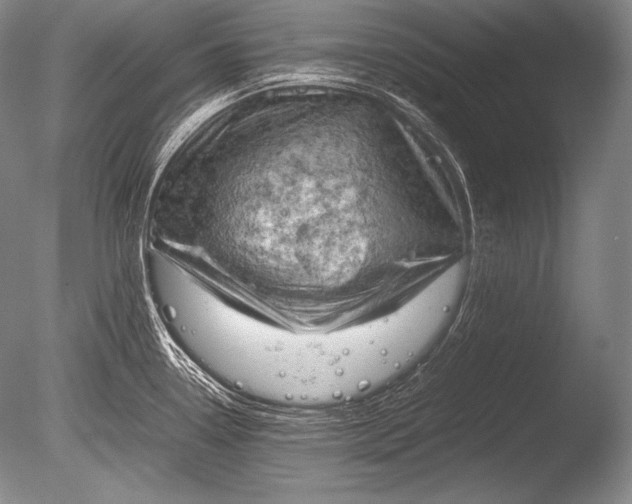 X0000085731338200703301351