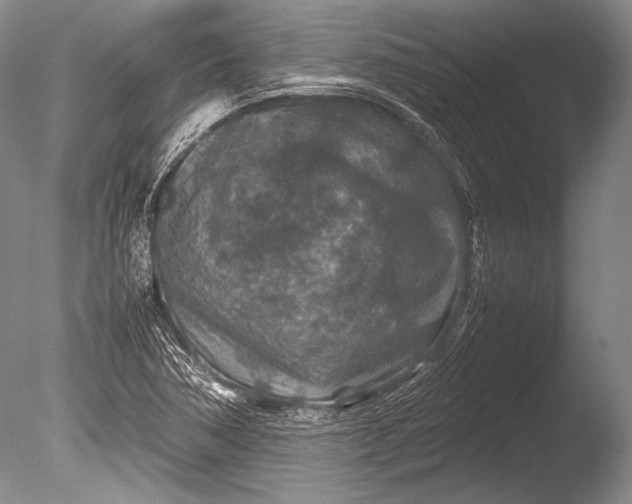 X0000085731362200703301350