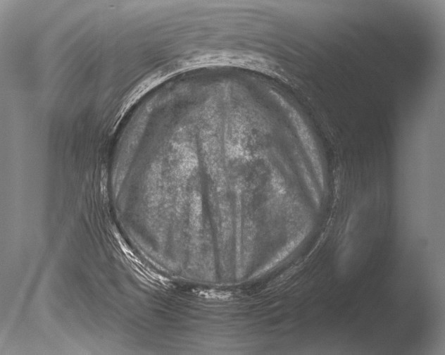 X0000085731505200703301347