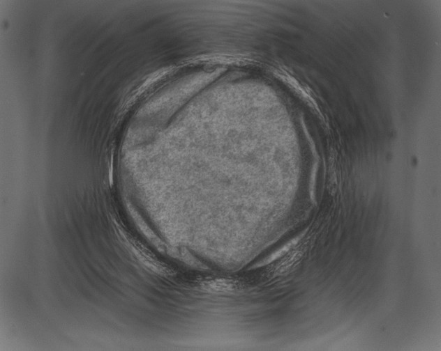 X0000085730062200704091455