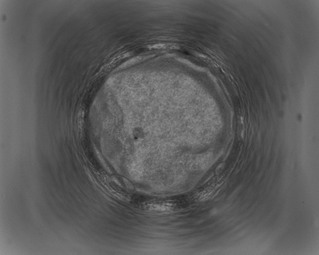 X0000085730263200704091452