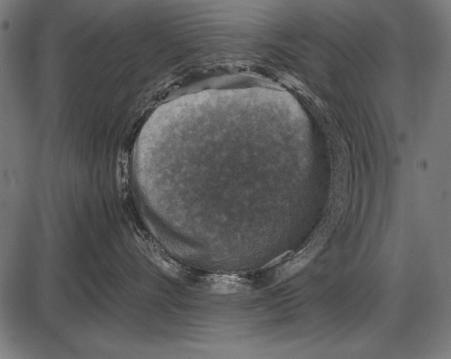 X0000085730528200704091447