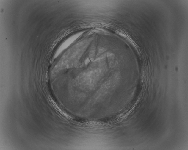 X0000085730585200704091446