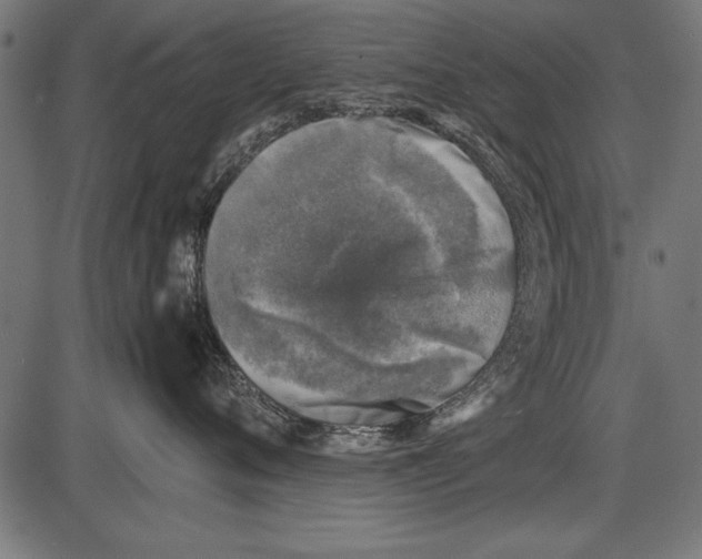 X0000085730720200704091444