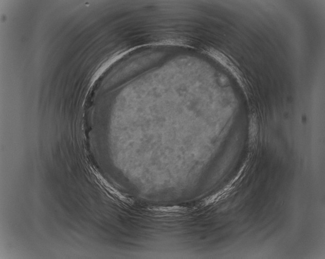 X0000085730925200704091440