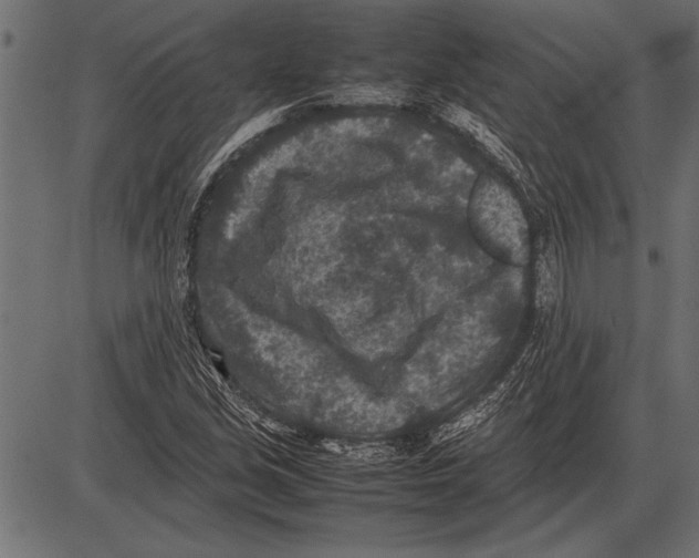 X0000085731213200704091435