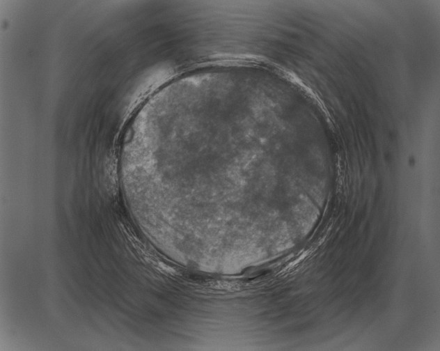 X0000085731362200704091433