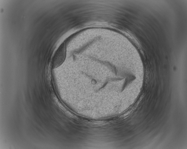 X0000085731382200704091433