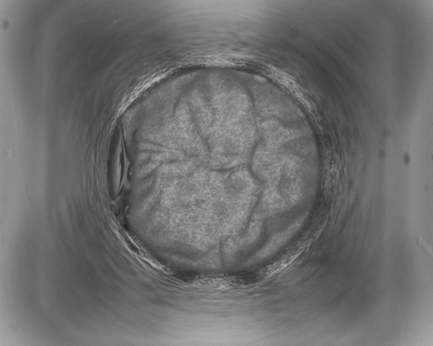 X0000085730299200704131626