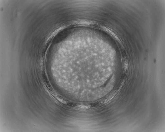 X0000085730352200704131625