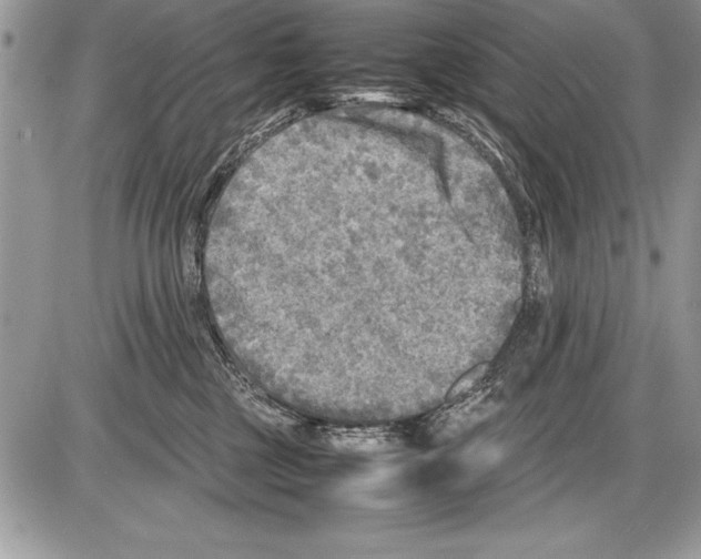 X0000085730377200704131625