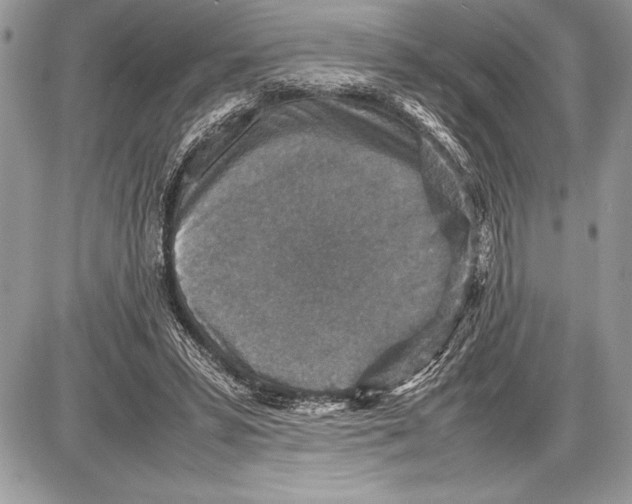 X0000085730399200704131624