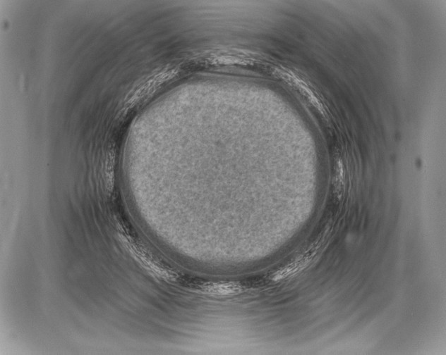 X0000085730402200704131624