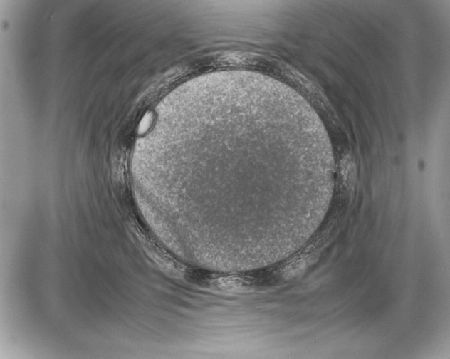 X0000085730423200704131624