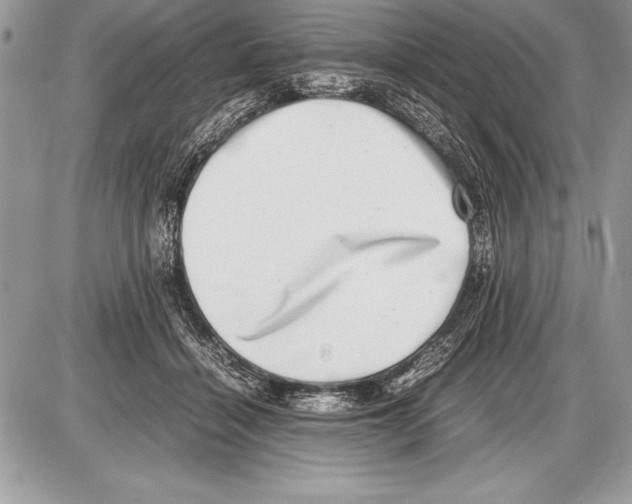 X0000085730460200704131623