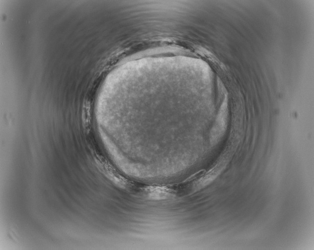 X0000085730528200704131622