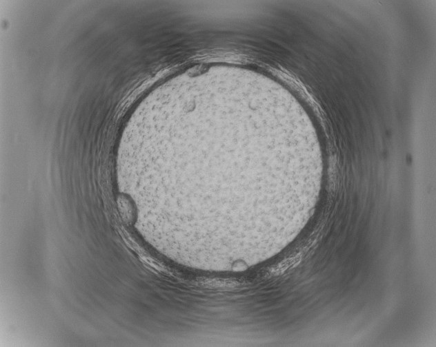 X0000085730529200704131621