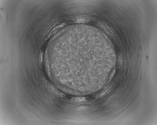 X0000085730554200704131622