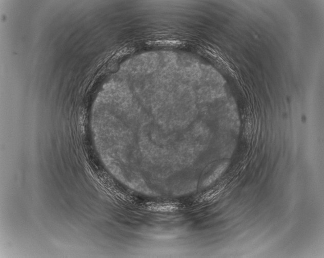 X0000085730643200704131620