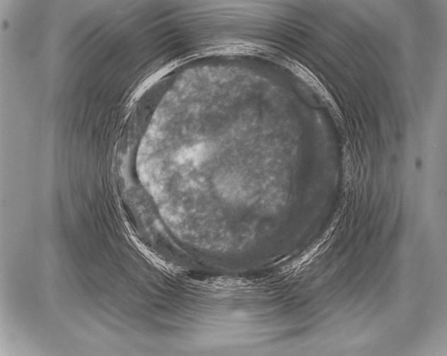 X0000085730842200704131617