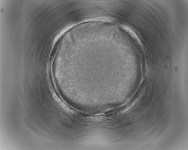 X0000085730952200704131616