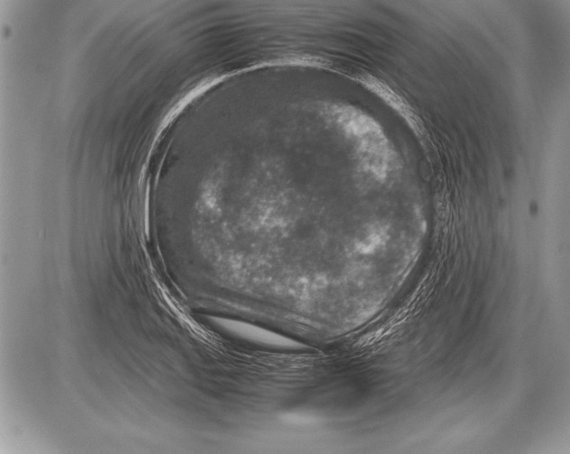 X0000085731127200704131612