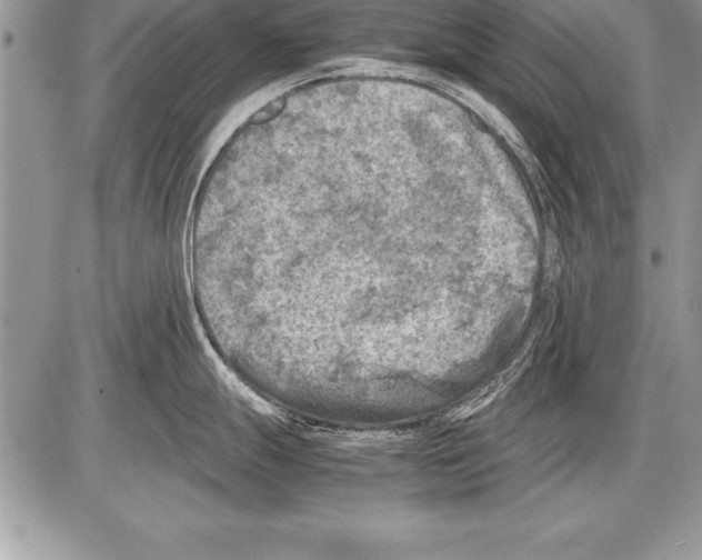 X0000085731247200704131611