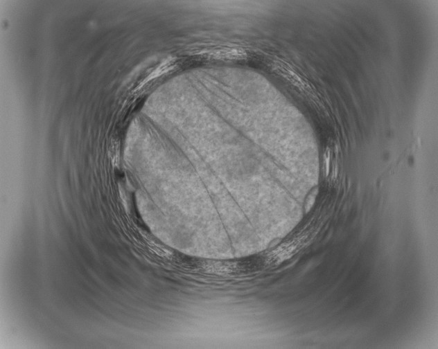 X0000085731251200704131610