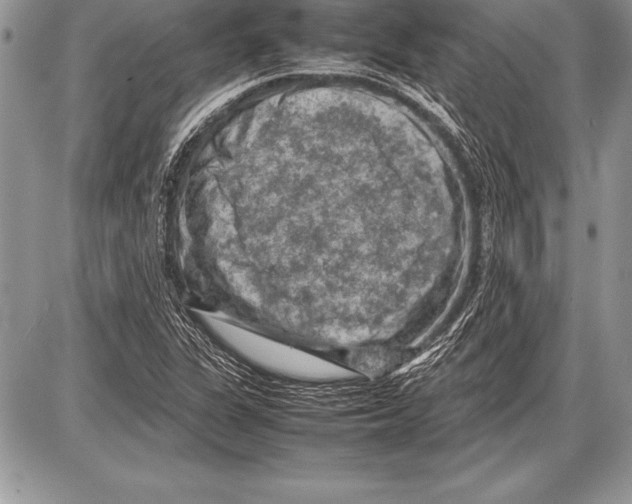 X0000085731311200704131609