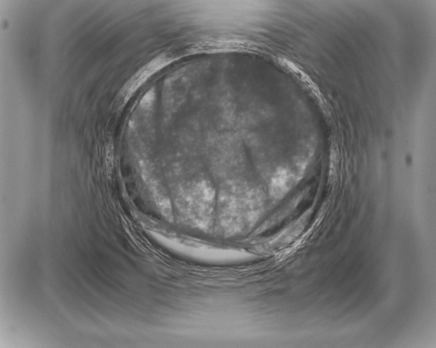 X0000085731457200704131607