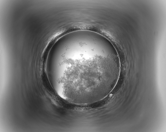 X0000085740679200703161028