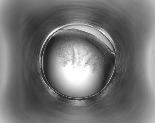 X0000085740996200703161024