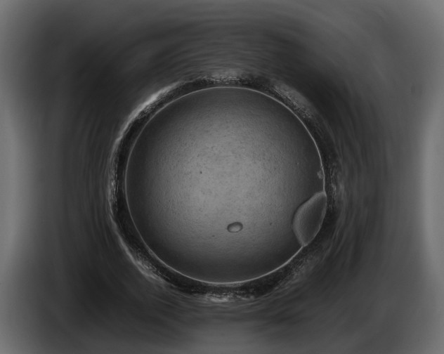 X0000085740728200703231109