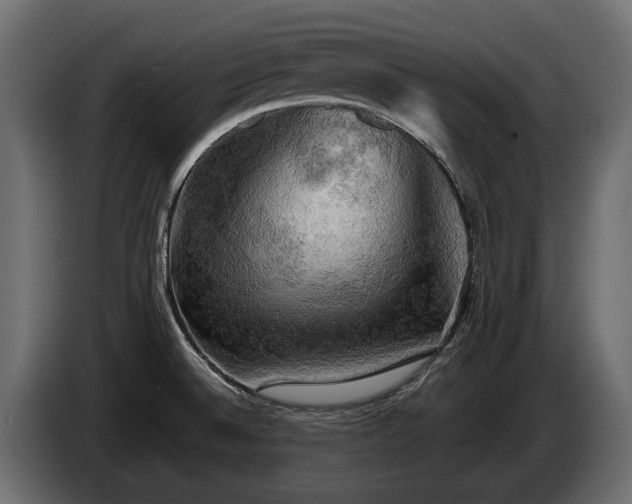 X0000085741524200703231059