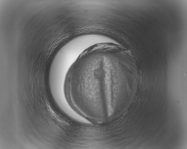 X0000085740546200703301431