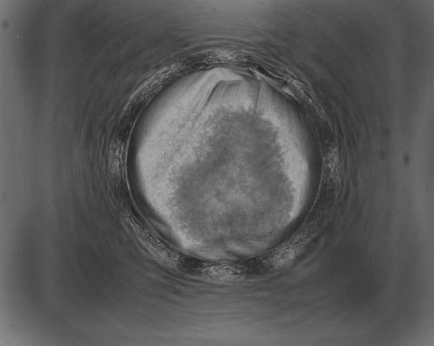 X0000085740423200704091515