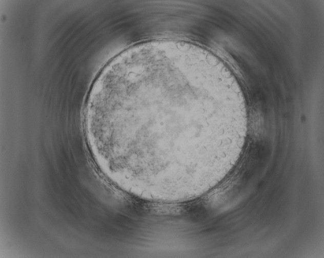 X0000085740856200704091508