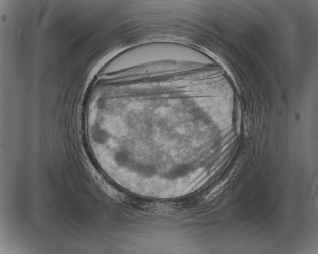 X0000085740995200704091505