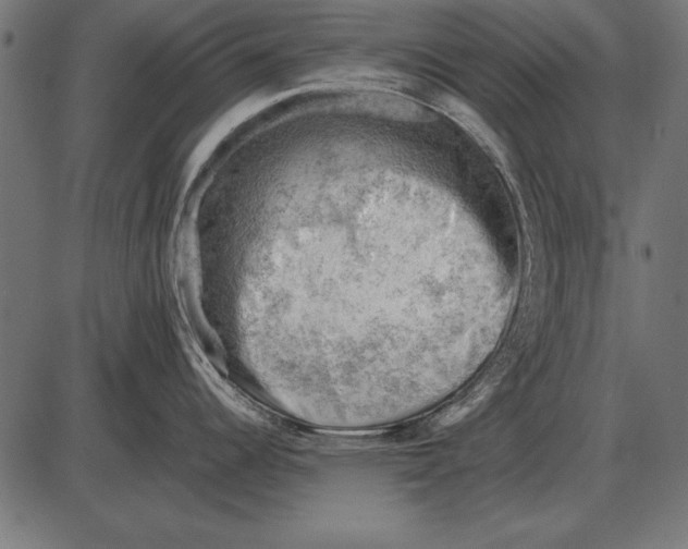 X0000085741344200704091500