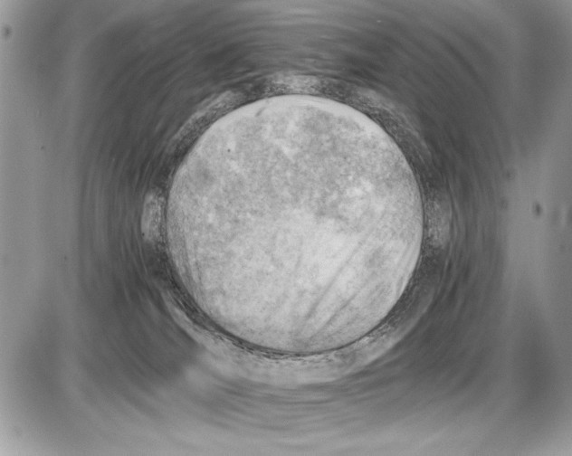 X0000085740036200704131656