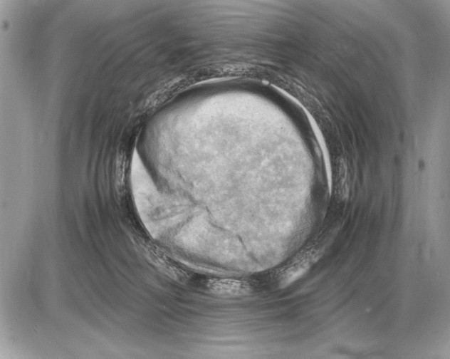 X0000085740230200704131653
