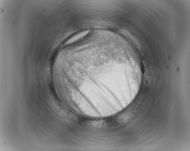 X0000085740306200704131652