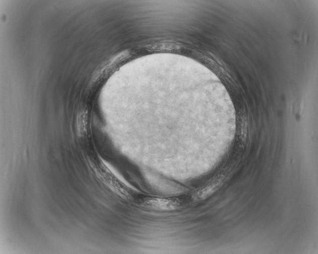 X0000085740326200704131651