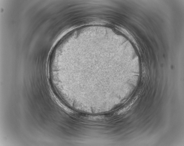 X0000085740843200704131643
