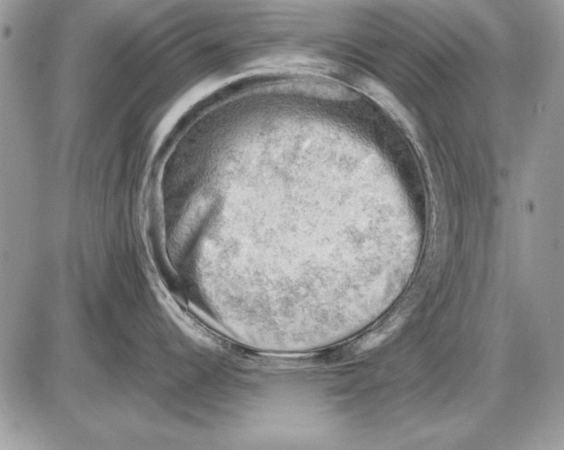 X0000085741344200704131635