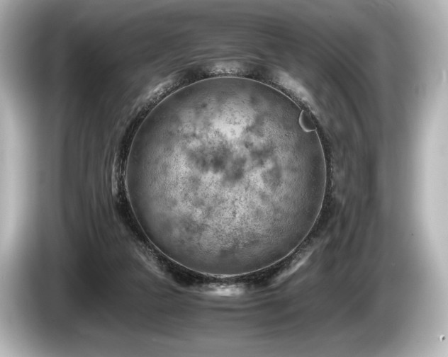 X0000085750161200703161103