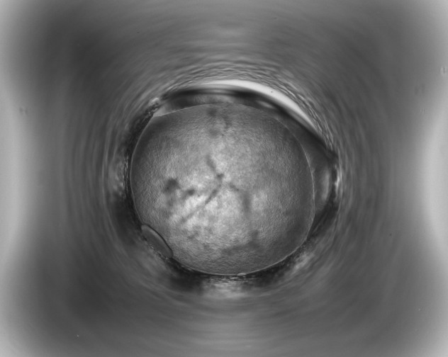 X0000085750325200703161100