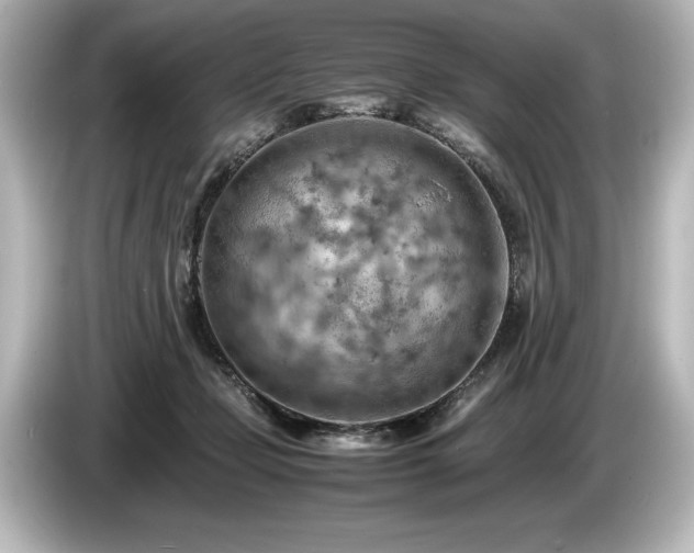 X0000085750365200703161100
