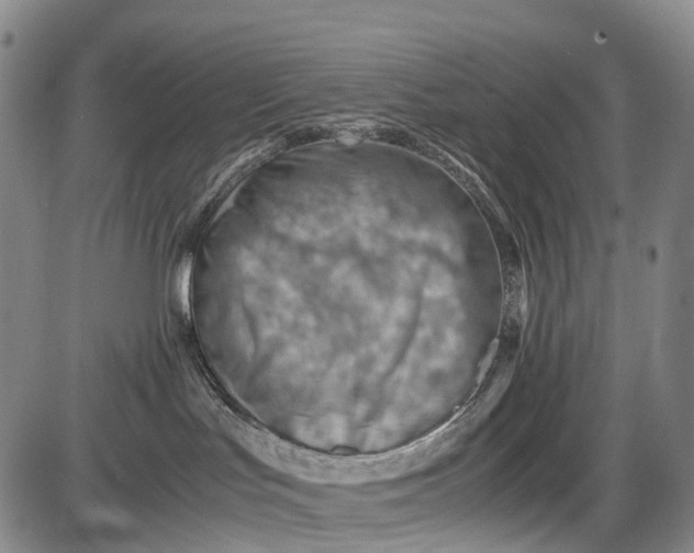 X0000085750047200703301413