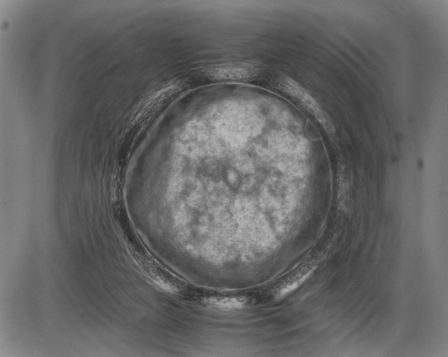 X0000085750161200703301411